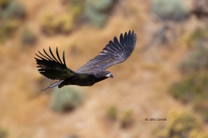 Bald-Eagle;Birds-of-Prey;Eagle;Flying-Bird;Haliaeetus-leucocephalus;Photography;